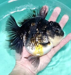 Jumbo 16-17cm Orchid Tail #7