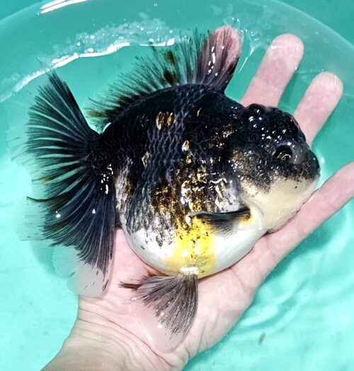 Jumbo 16-17cm Orchid Tail #7
