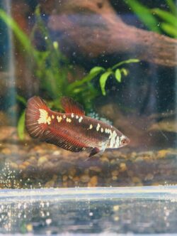 BB213 - HMPK Black Samurai (Female)