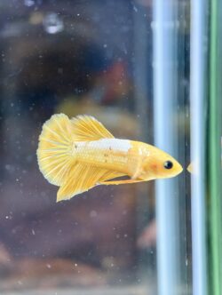 BB201 - HMPK FCCP Yellow