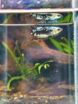 BB202 - HMPK Black Samurai (Female)