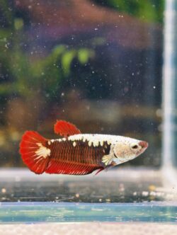 BB203 - HMPK Red Samurai (Female)