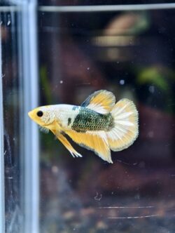 BB203 - HMPK FCCP Yellow