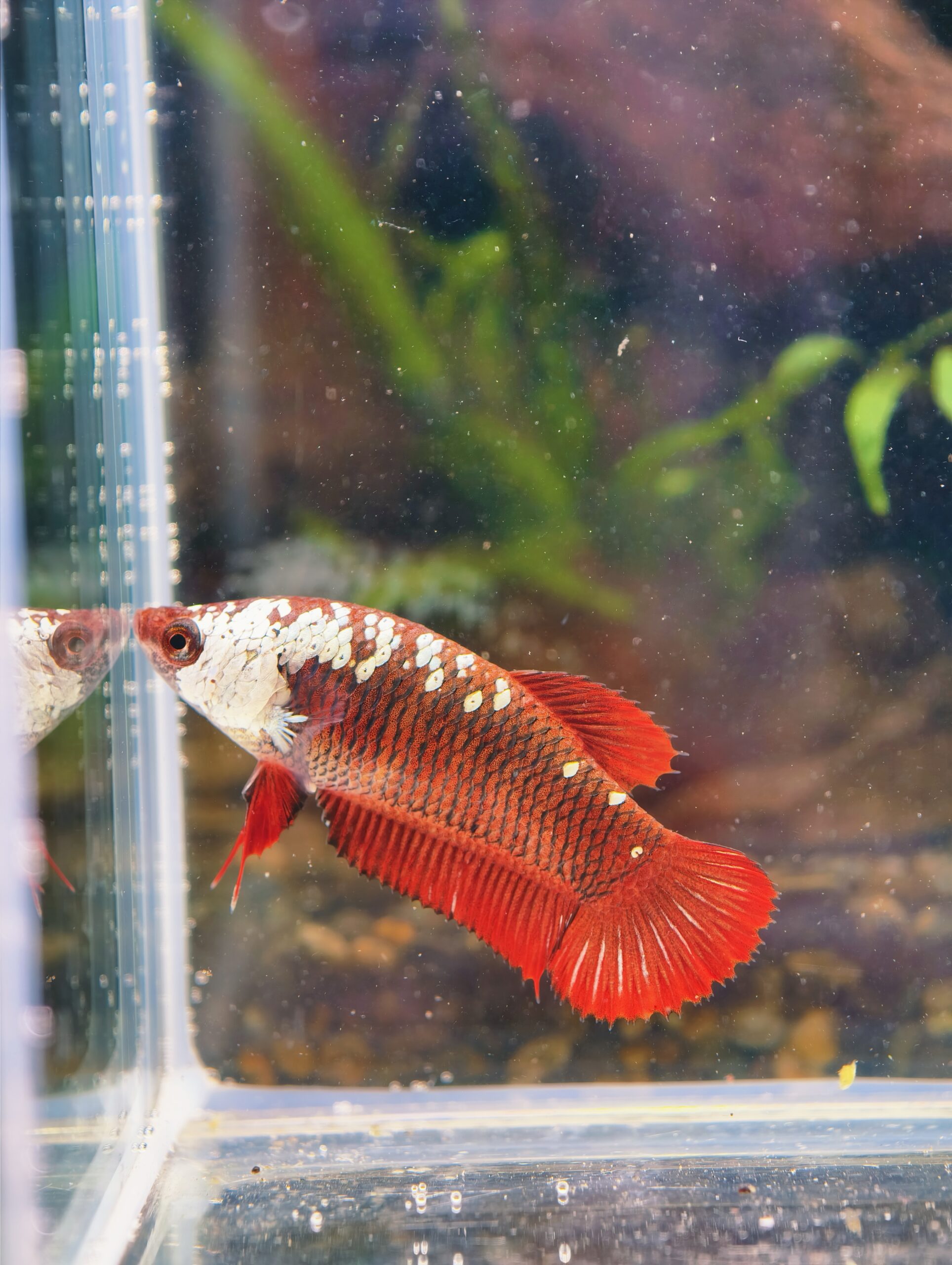 BB204 - HMPK Red Samurai (Female)