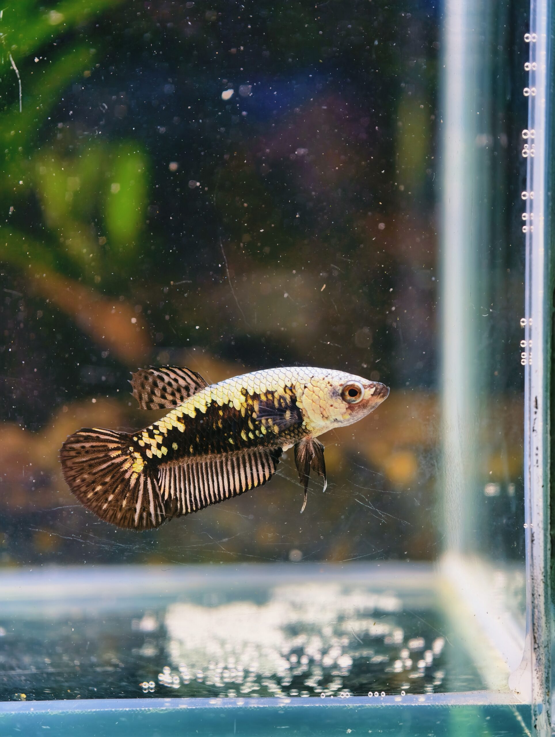 BB205 - HMPK Black Samurai (Female)