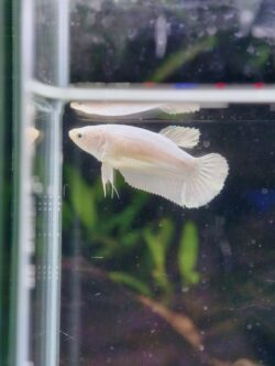 BB206 - HMPK Platinum (Female)