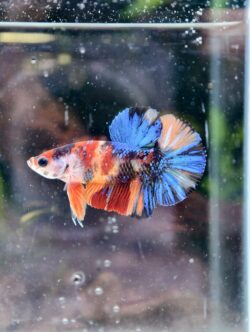 BB207 - HMPK Koi