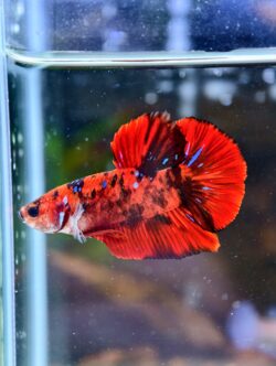 BB209 - HMPK Super Red Koi