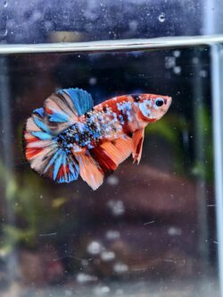 BB211 - HMPK Galaxy Koi