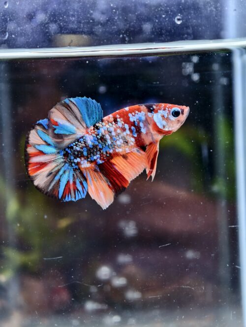 BB211 - HMPK Galaxy Koi