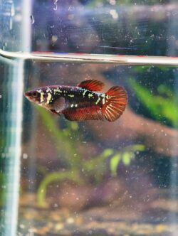 BB214 - HMPK Black Samurai (Female)