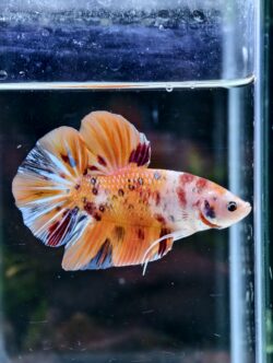 BB501 - HMPK Giant Koi