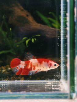 BB507 - HMPK Giant Koi (Female)