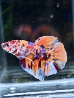BB507 - HMPK Giant Koi