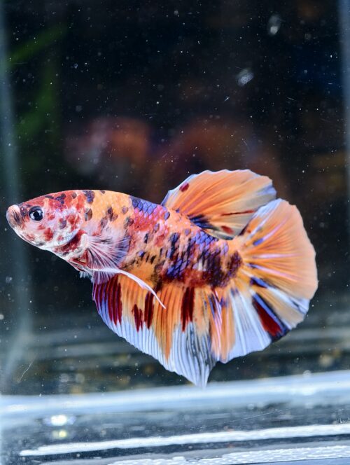 BB507 - HMPK Giant Koi