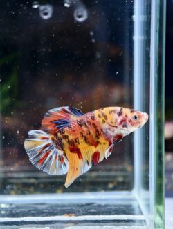 BB509 - HMPK Giant Koi