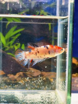 BB511 - HMPK Giant Koi (Female)