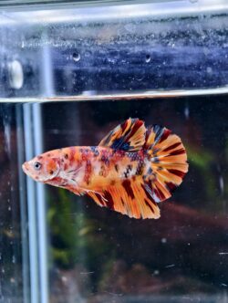 BB511 - HMPK Giant Koi