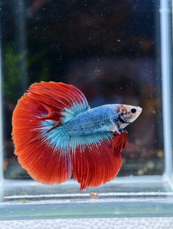 BB515 - HM Bi Colour