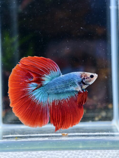 BB515 - HM Bi Colour