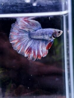 BB516 - HM Blue Grizzley