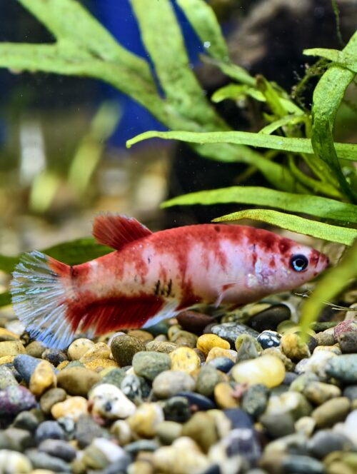 Assorted HMPK Females - Image 11