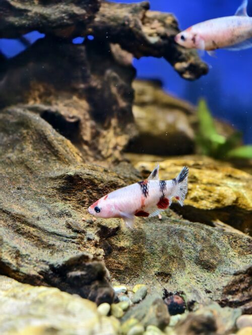 Assorted HMPK Females - Image 4