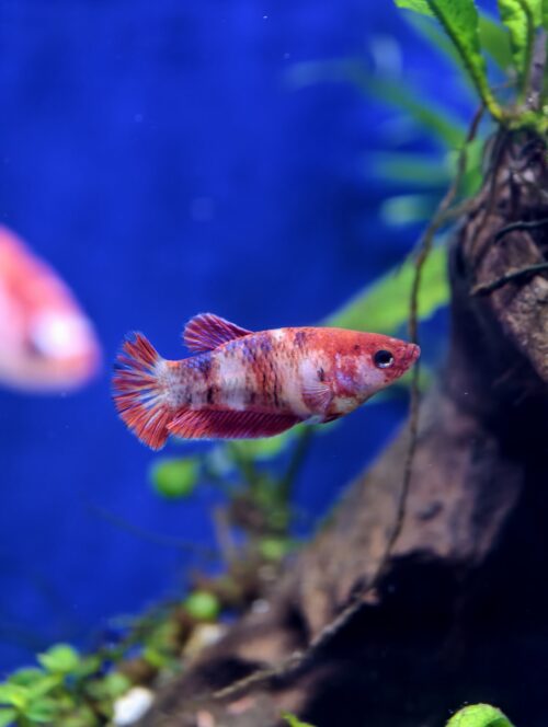 Assorted HMPK Females - Image 3
