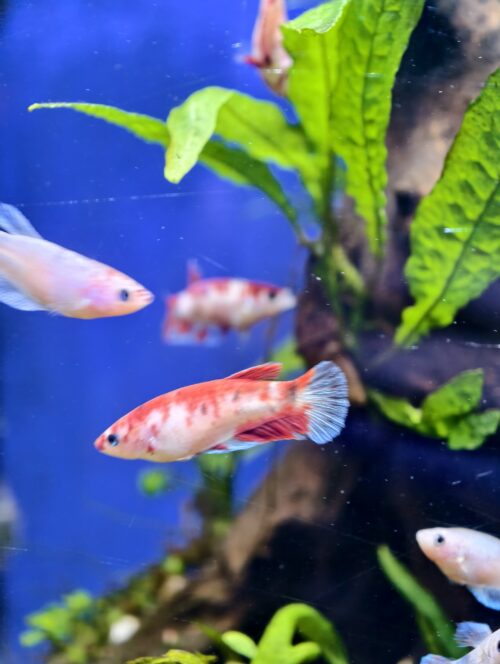 Assorted HMPK Females - Image 10