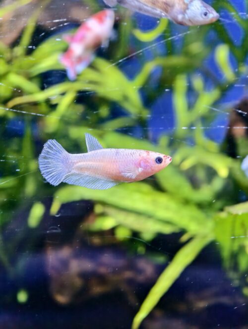 Assorted HMPK Females - Image 9