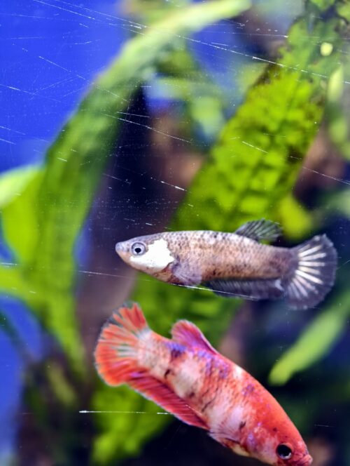 Assorted HMPK Females - Image 8