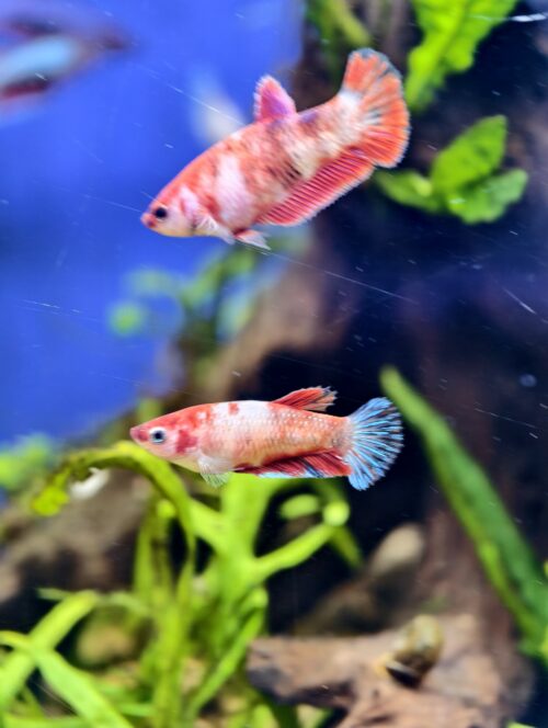 Assorted HMPK Females - Image 7