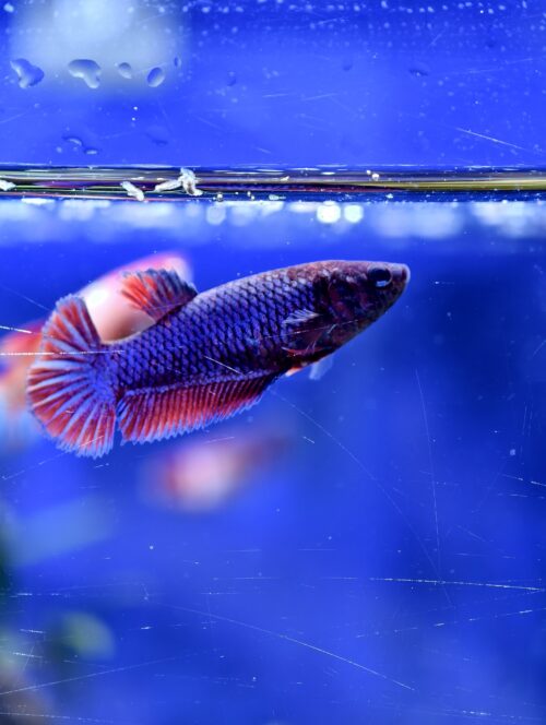 Assorted HMPK Females - Image 6