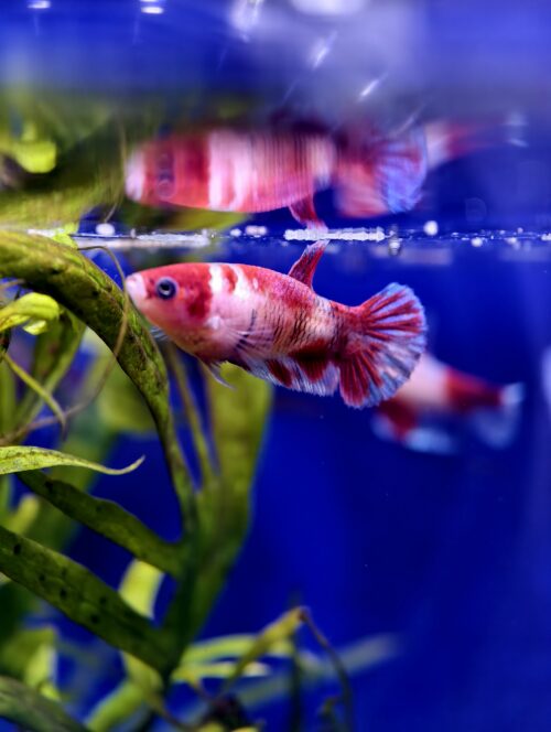 Assorted HMPK Females - Image 2