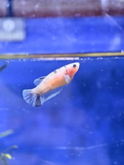 Assorted HMPK Females - Image 5