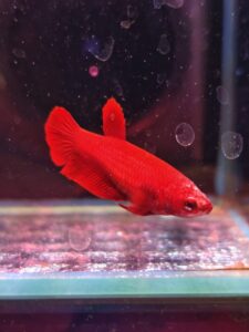 BB201 - HMPK Super Red (Female)