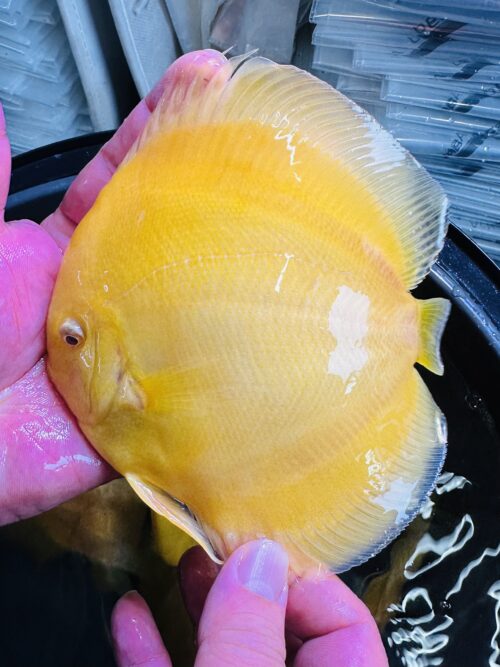 Albino Golden 13/14cm BO