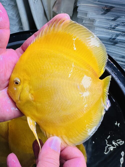 Albino Golden 13/14cm BO - Image 4