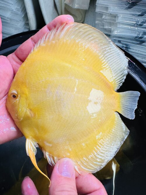 Albino Golden 13/14cm BO - Image 5