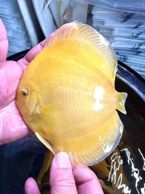Albino Golden 13/14cm BO - Image 3
