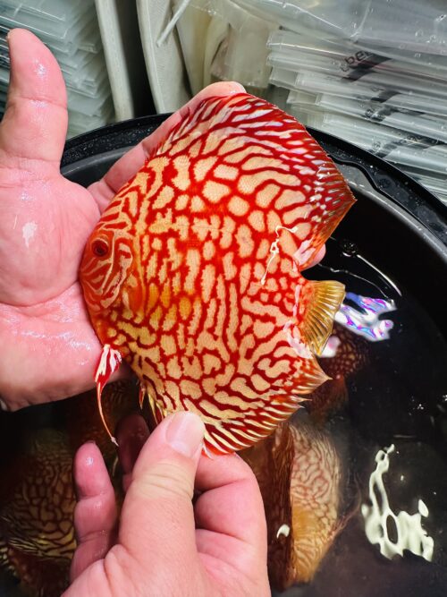 Albino Red Map 10/11cm BO
