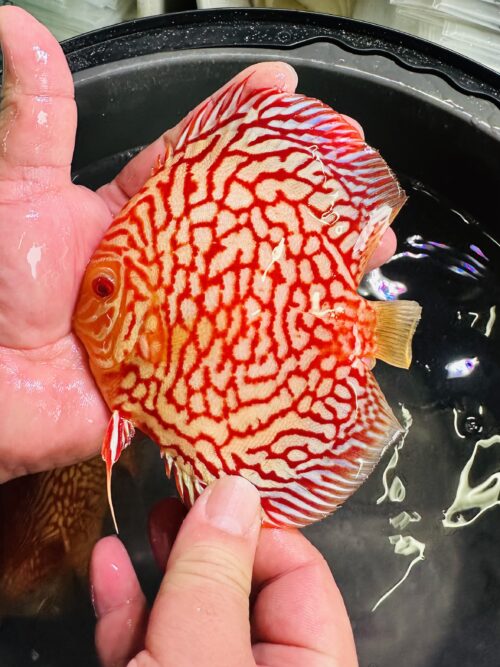 Albino Red Map 10/11cm BO - Image 4