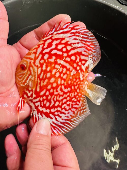 Albino Red Map 10/11cm BO - Image 3