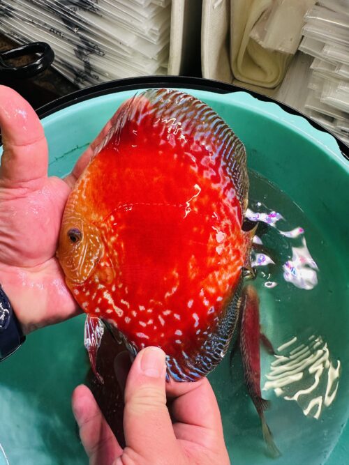 Red Moonstone 13/14cm BO - Image 3