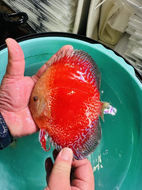 Red Moonstone 13/14cm BO - Image 2