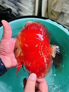 Red Moonstone 13/14cm BO