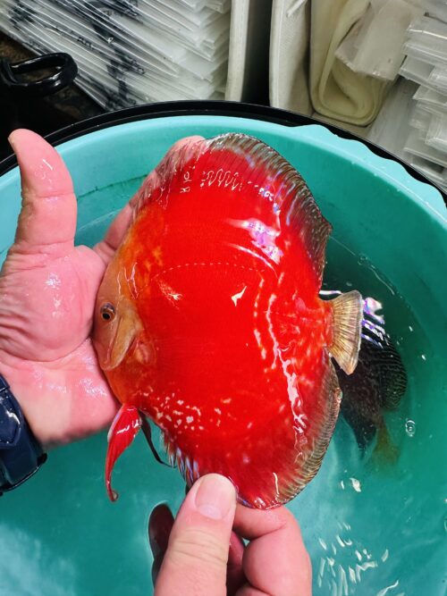 Red Moonstone 13/14cm BO