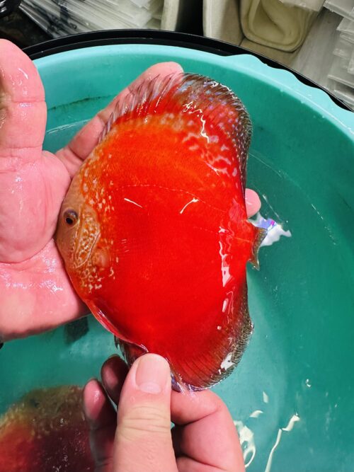 Red Moonstone 13/14cm BO - Image 5