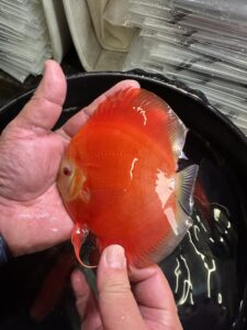 Red Melon 11/12cm BO