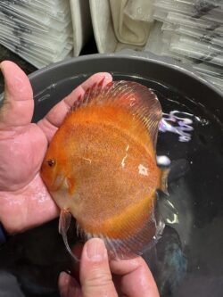 Red Devil/Calico 10/11cm BO